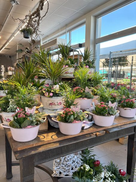 Zimmerpflanzen im Geschäft Verschiedene Zimmerpflanzen auf Tischen im Laden