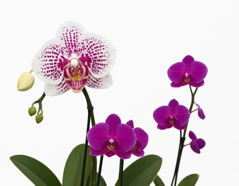 Zimmerpflanzen und Gartenpflanzen – große Auswahl bei Blumengalerie Bruchköbel